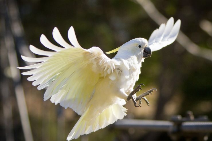 Il Pappagallo Cacatua 