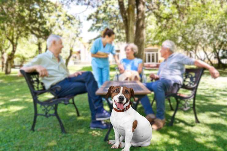 Anziani con cane