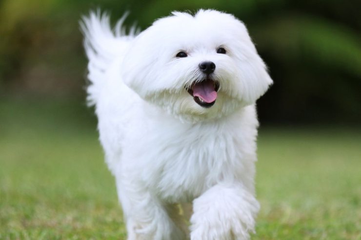 cane maltese