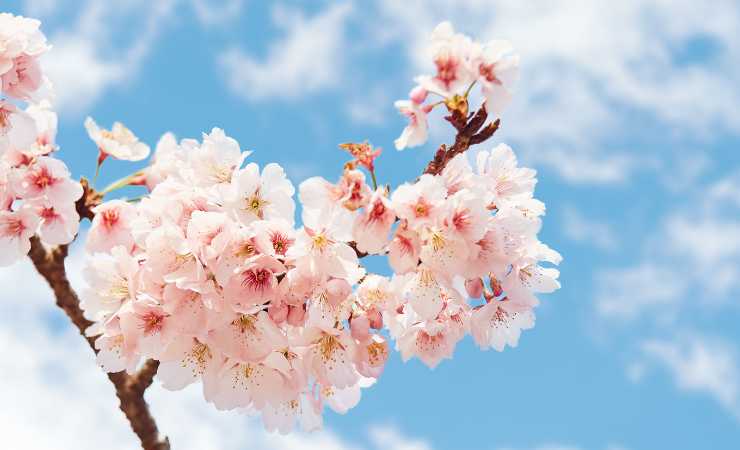 Ramo con fiori di ciliegio