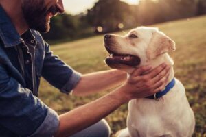 cane labrador con padrone che lo accarezza